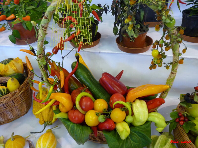 Basket of Colorful Peppers