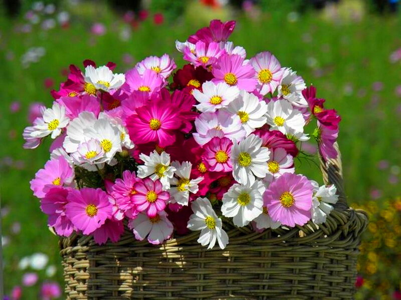 Basket of Cosmos Flowers
