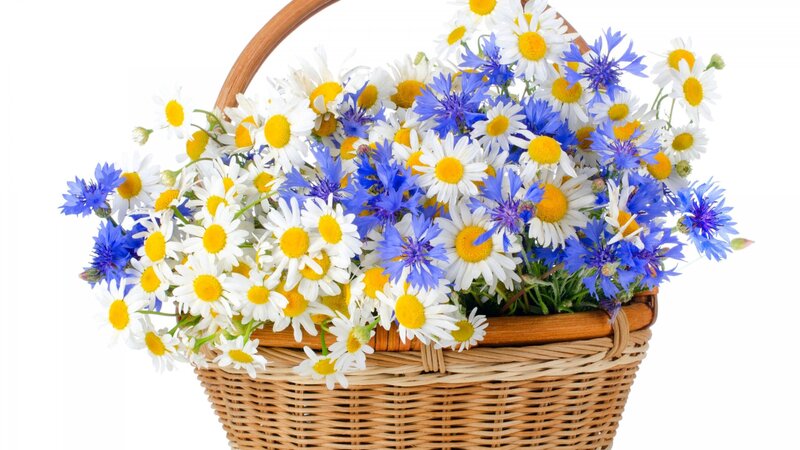 Basket of Daisies and Cornflowers