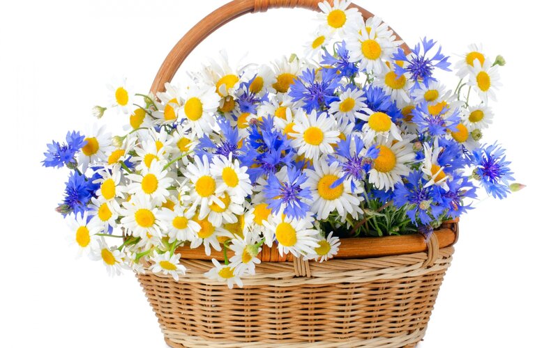 Basket of Daisies and Cornflowers — White