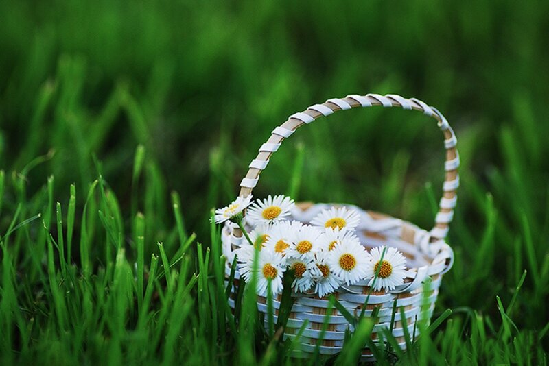 Basket of Daisies — Green