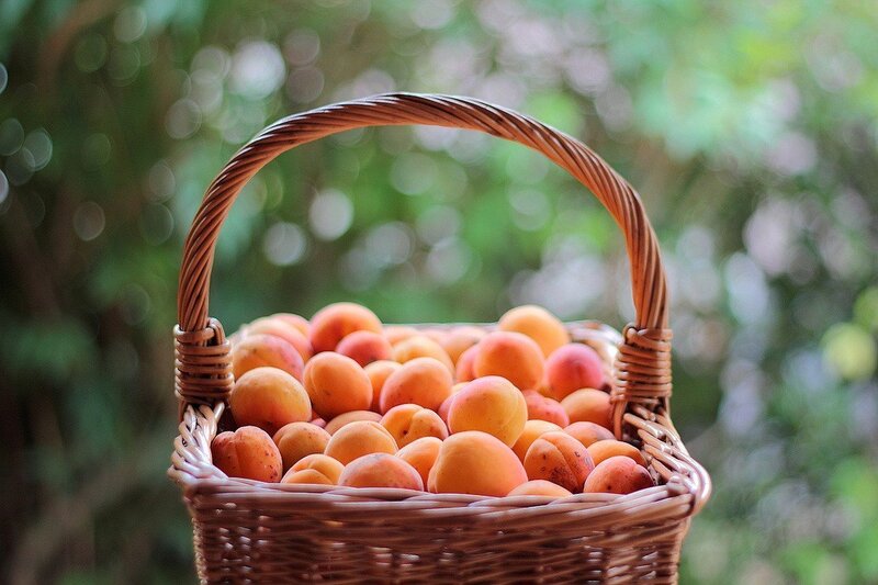 Basket of fresh apricots