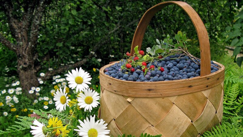 Basket of fresh berries in garden