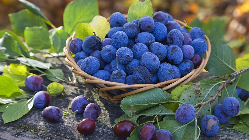 basket of fresh plums