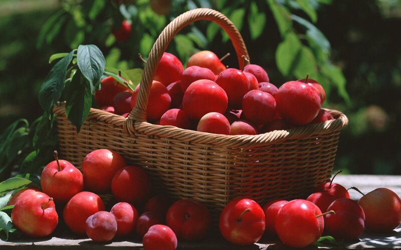 Basket of fresh red plums