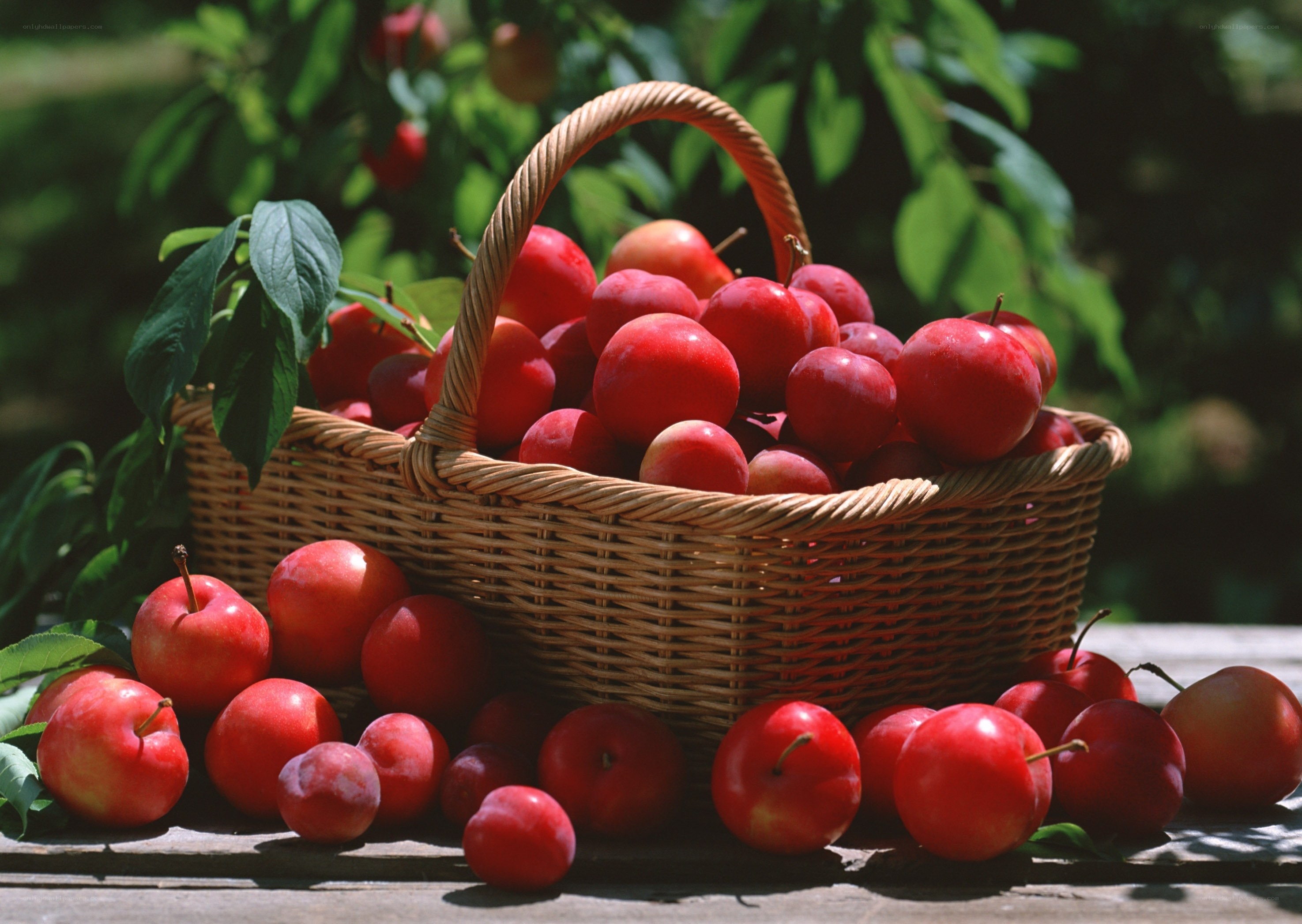 Basket of fresh red plums