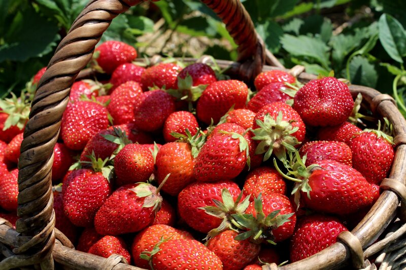 Basket of Fresh Strawberries
