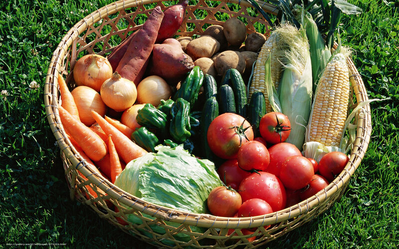 Basket of Fresh Vegetables — Green, Natural, Afternoon