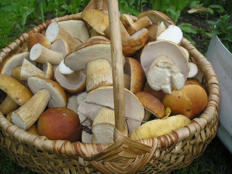 Basket of freshly picked mushrooms