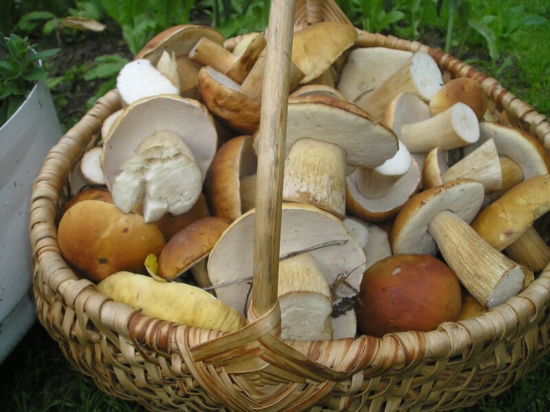 basket of freshly picked mushrooms