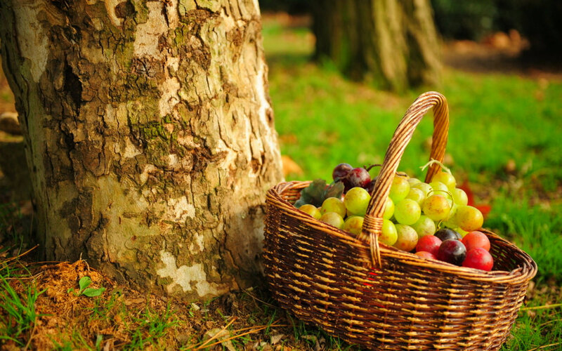 Basket of Grapes by Tree