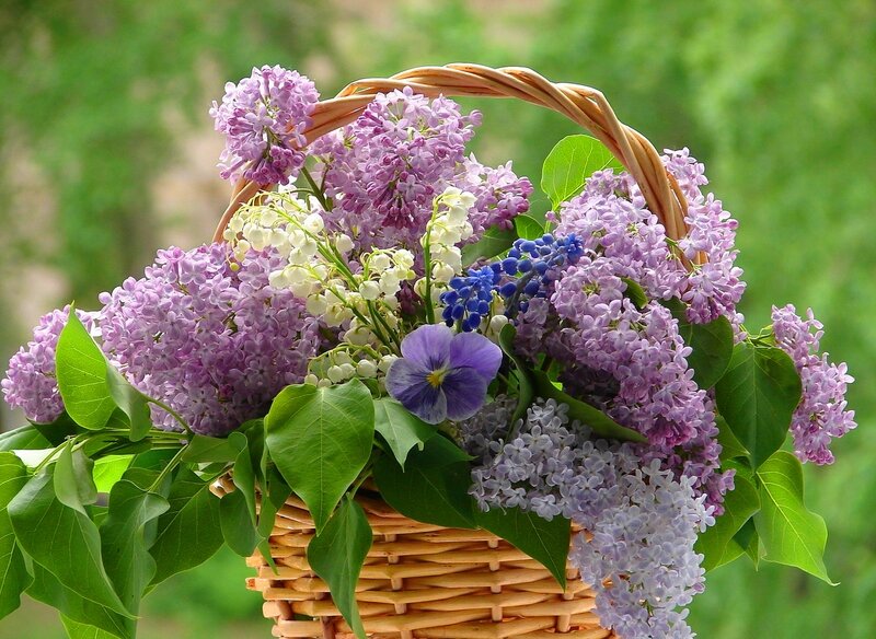 Basket of Lilac Flowers — Purple, Serene, Spring, Photograph, Lilacs