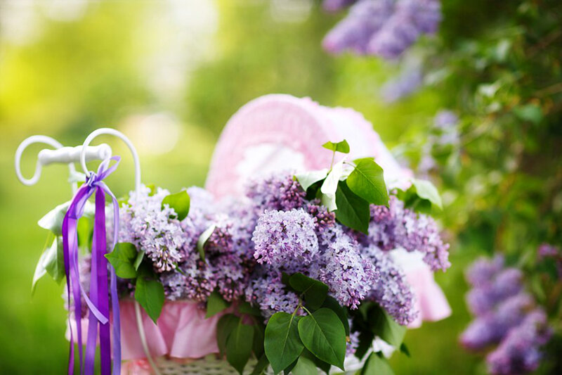 Basket of Lilac Flowers — Purple, Serene, Spring, Photograph, Ribbons