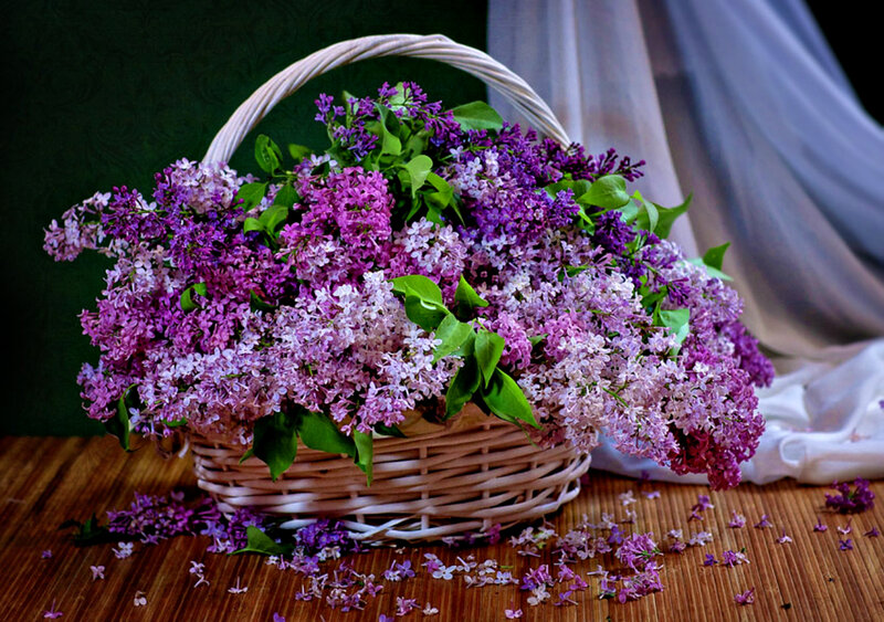 Basket of Lilac Flowers — Purple, Serene