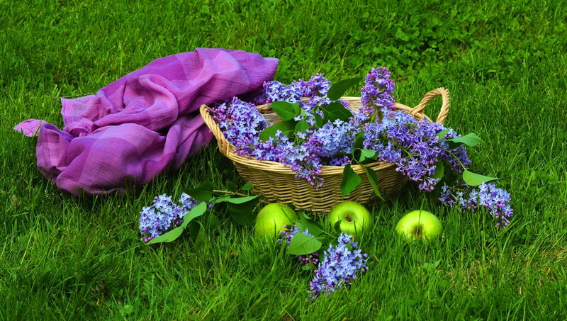 Basket of Lilacs and Apples