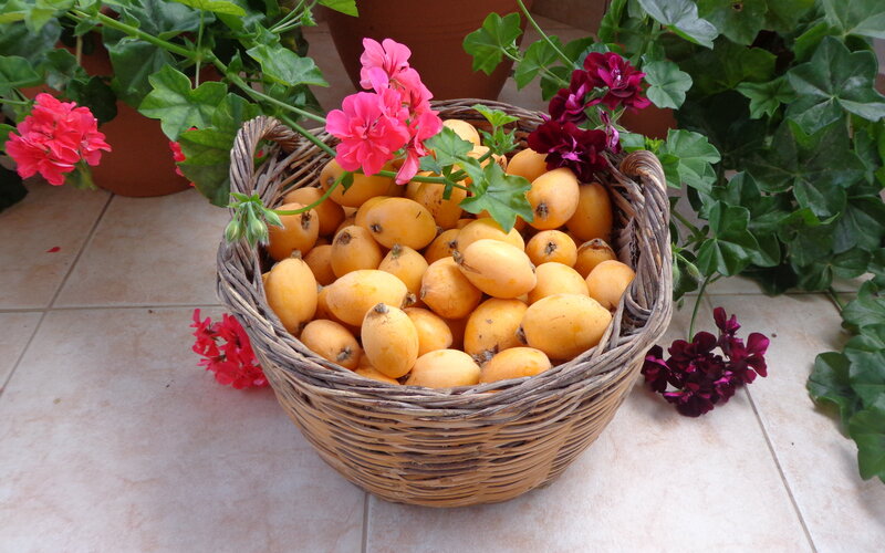 Basket of Loquats