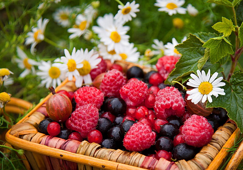 Basket of Mixed Berries — Red, Natural