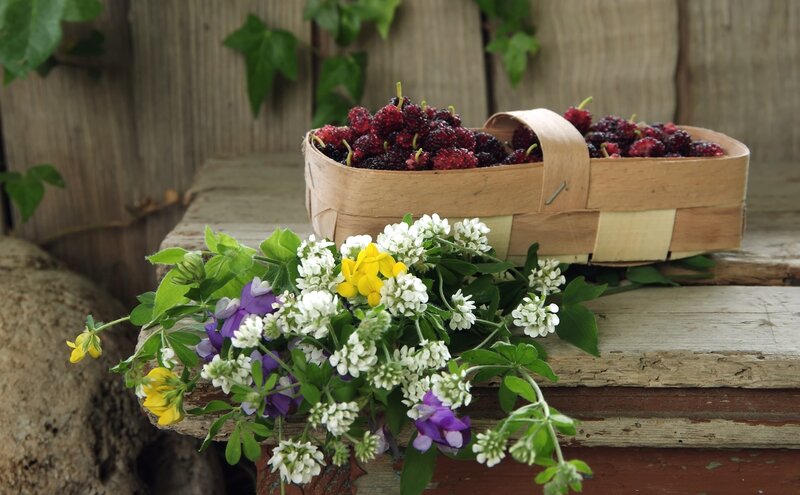 Basket of Mulberries