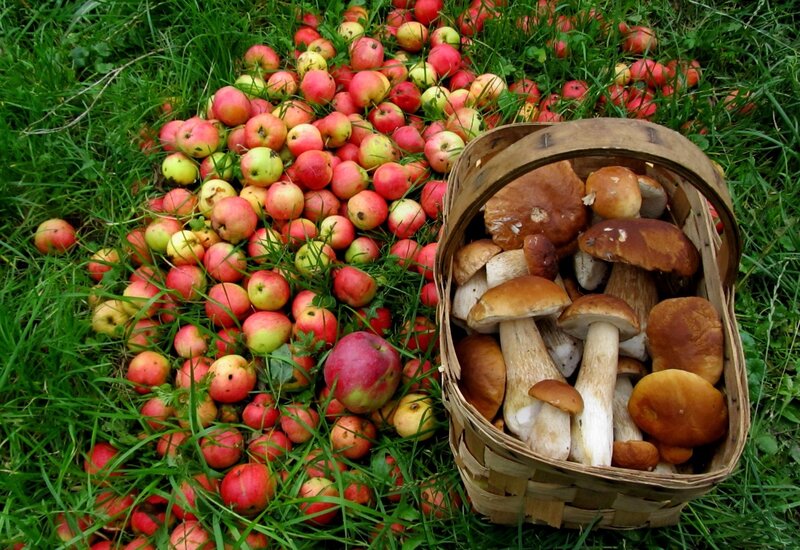 Basket of Mushrooms and Apples