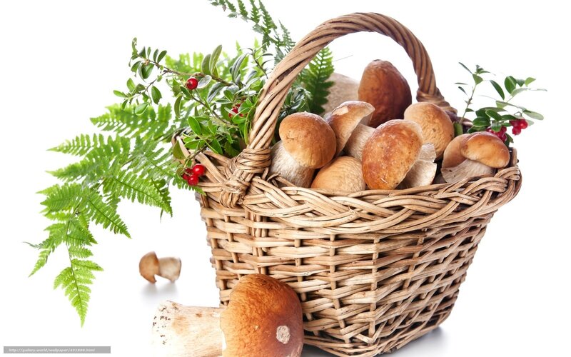 basket of mushrooms and berries