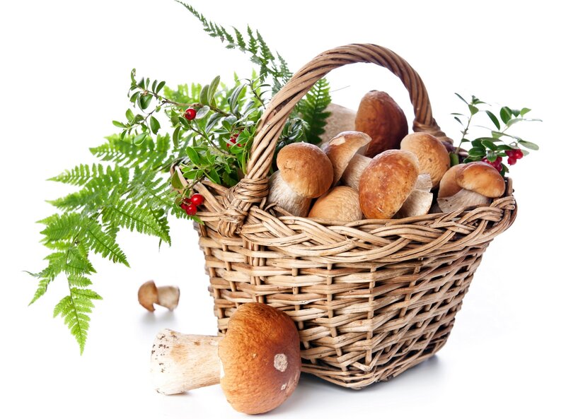 basket of mushrooms and forest plants