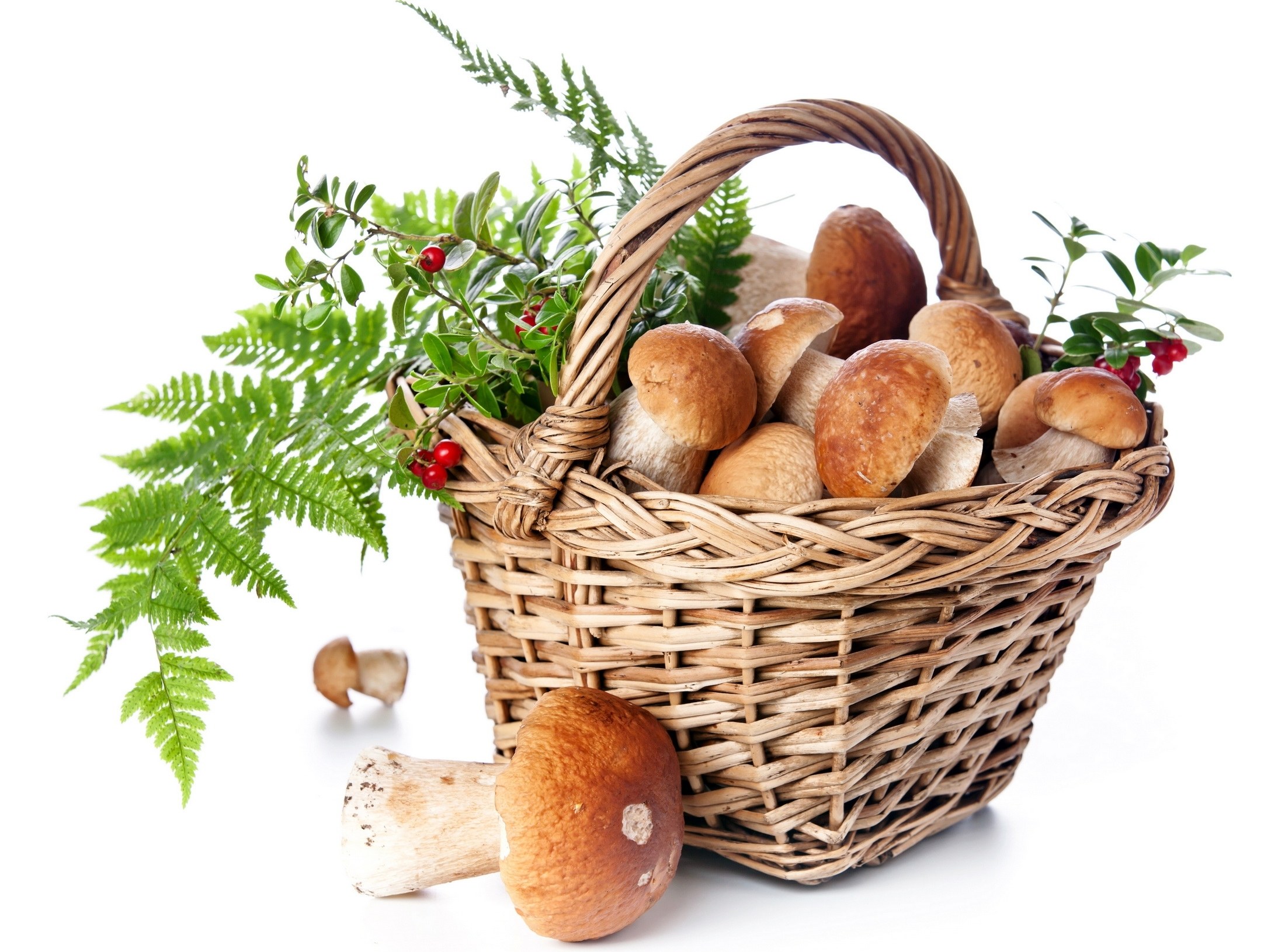basket of mushrooms and forest plants