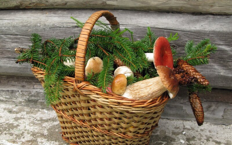 basket of mushrooms and pine branches