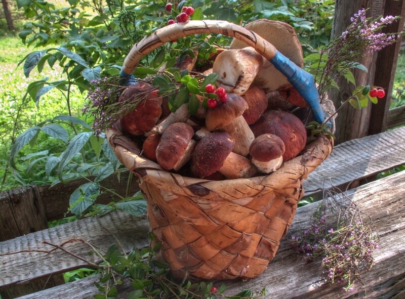 Basket of Mushrooms — Brown, Natural, Afternoon