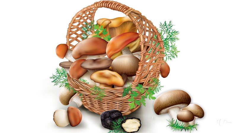 Basket of Mushrooms — Brown, Natural, Illustration