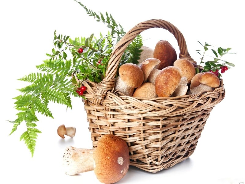 Basket of Mushrooms — Brown, Natural, Photograph