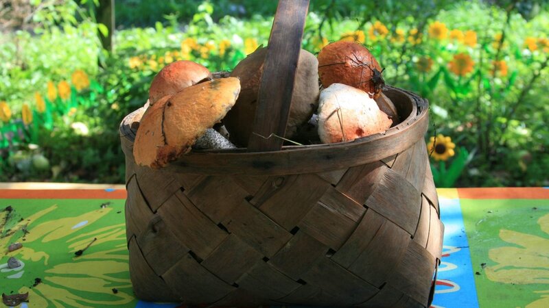 Basket of Mushrooms — Brown, Serene