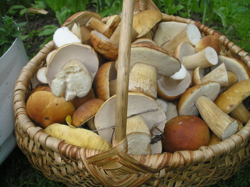 Basket of Mushrooms — Brown