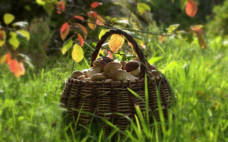 Basket of Mushrooms — Green