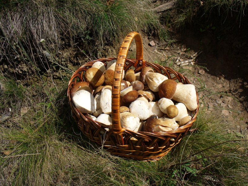 Basket of mushrooms in forest