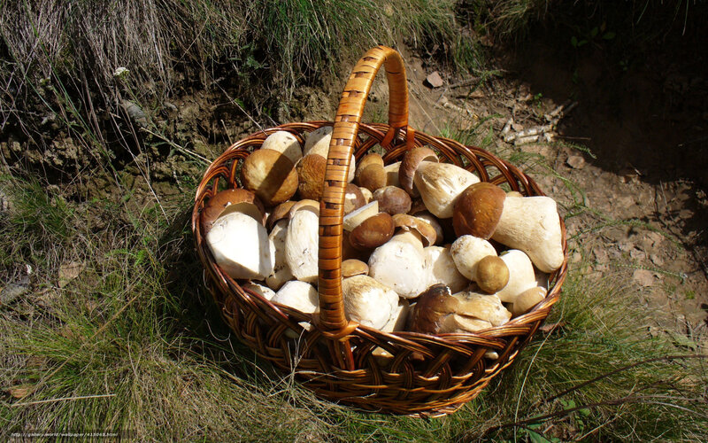 Basket of mushrooms in forest