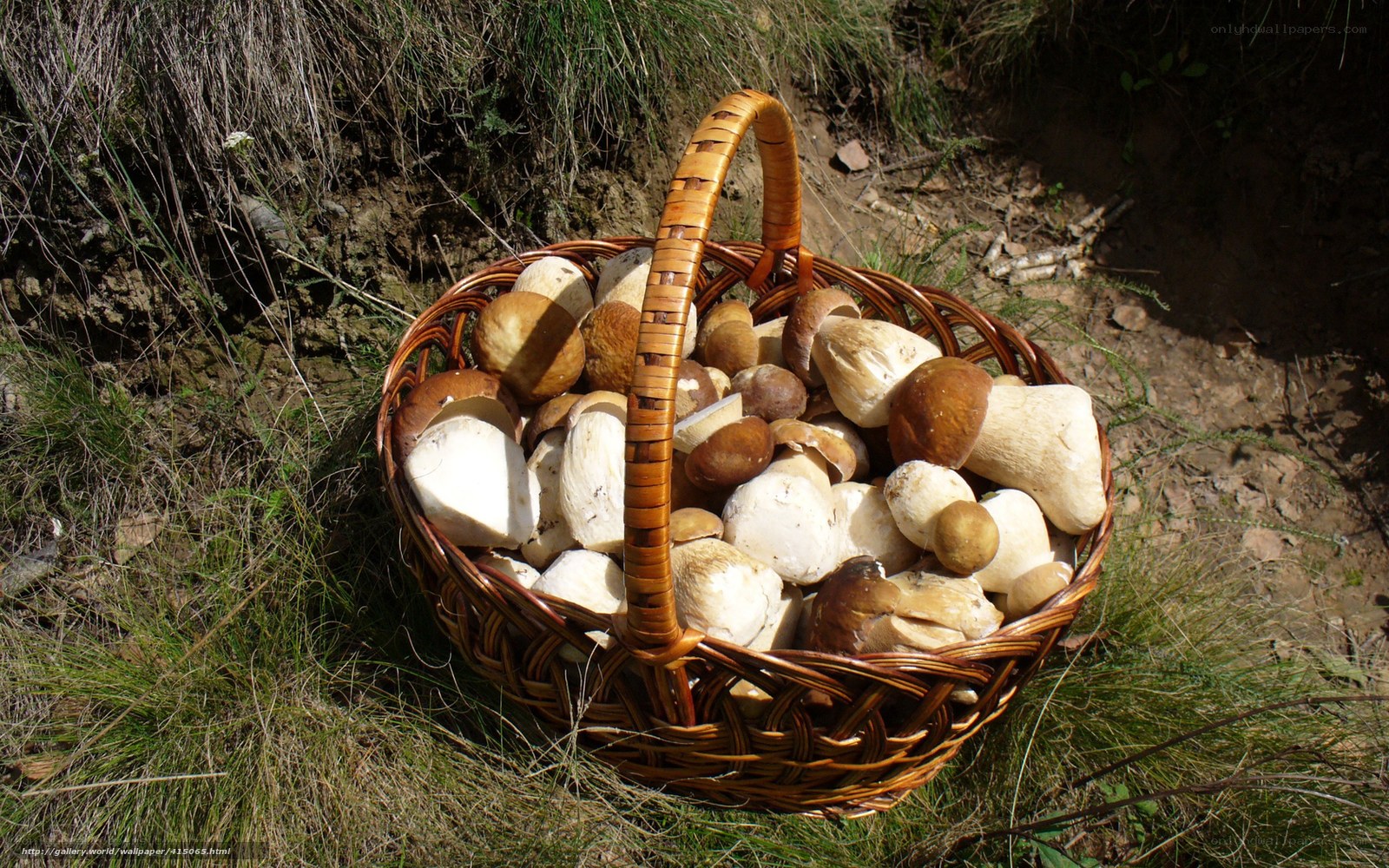 Basket of mushrooms in forest