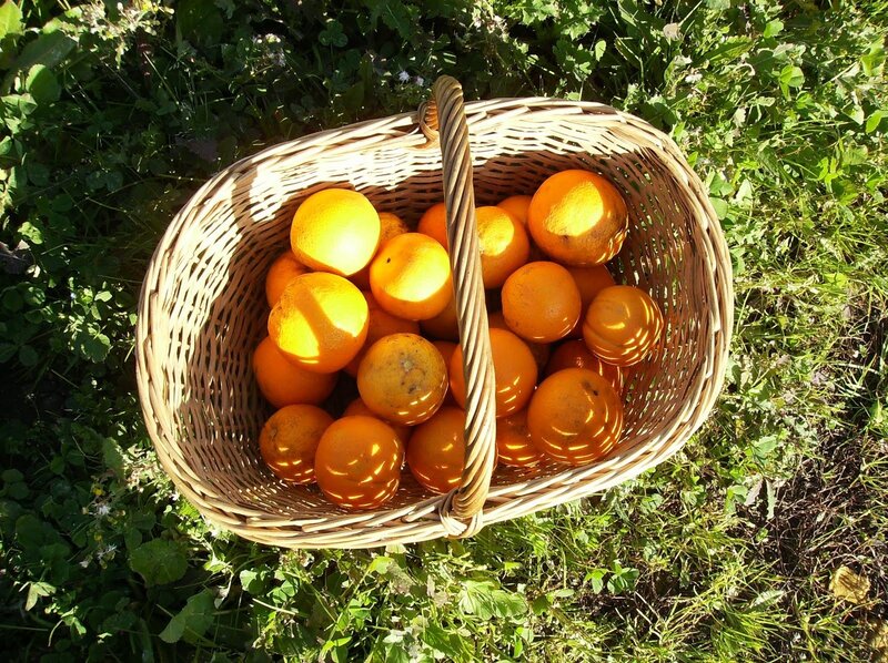 Basket of Oranges