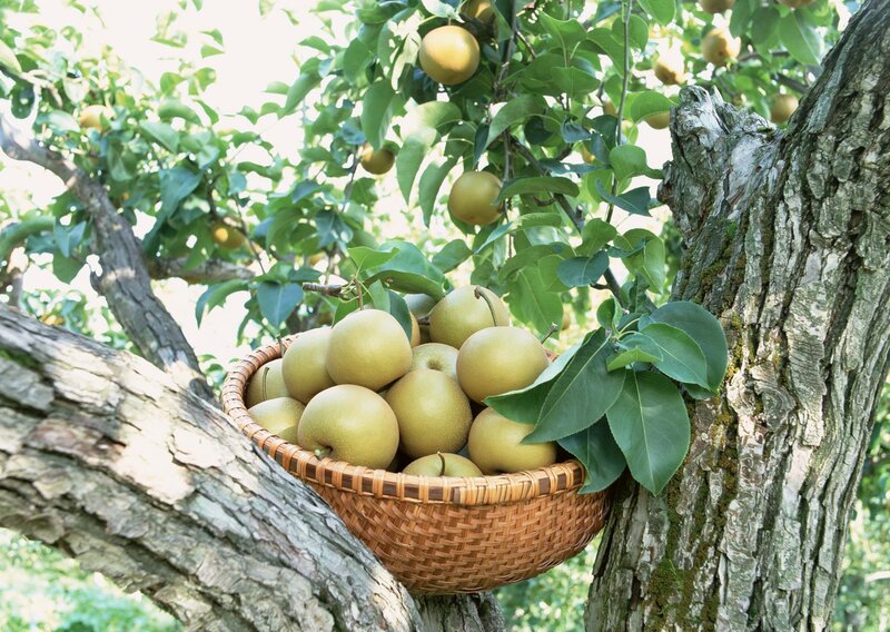 Basket of pears on tree branch