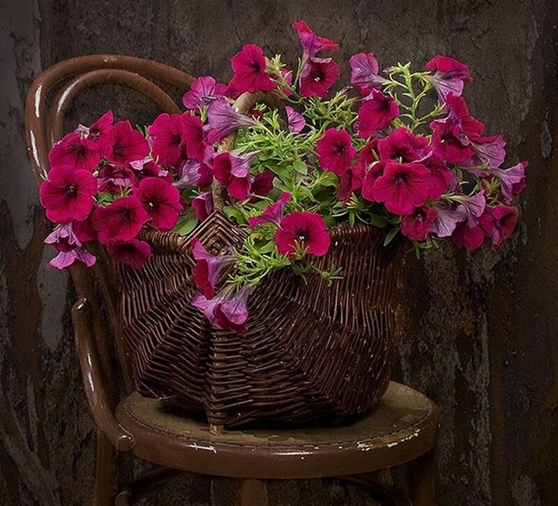 Basket of Petunias