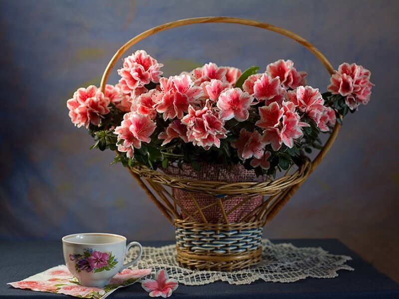 Basket of Pink Azaleas — Serene