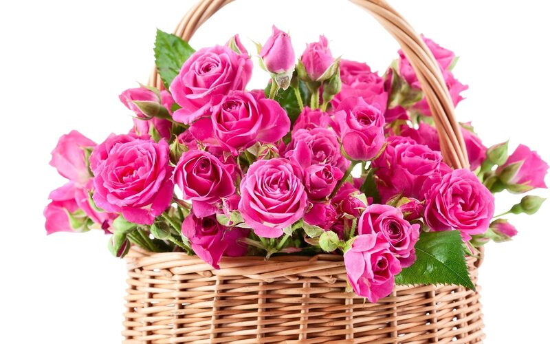 basket of pink roses