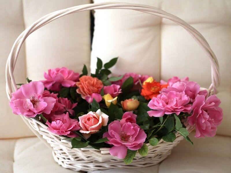 Basket of Pink Roses — Calm, Photograph