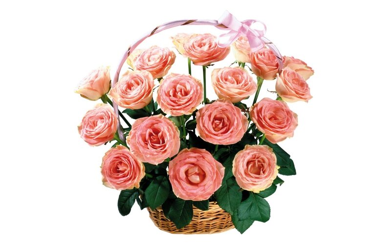 Basket of Pink Roses — Calm