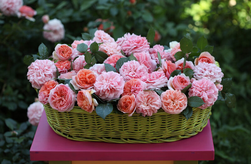 Basket of Pink Roses — Serene, Afternoon, Photograph, Table, Greenery