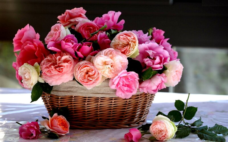 Basket of Pink Roses — Serene, Afternoon, Photograph, Table