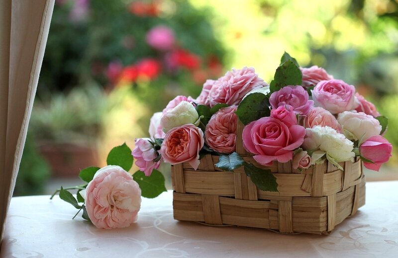 Basket of Pink Roses — Serene, Afternoon, Photograph, Table, Window