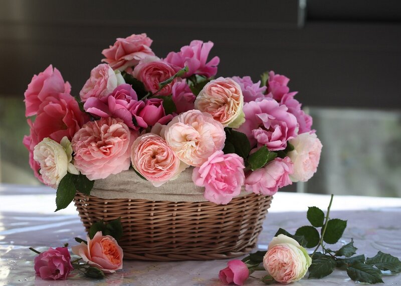 Basket of Pink Roses — Serene, Afternoon, Photograph