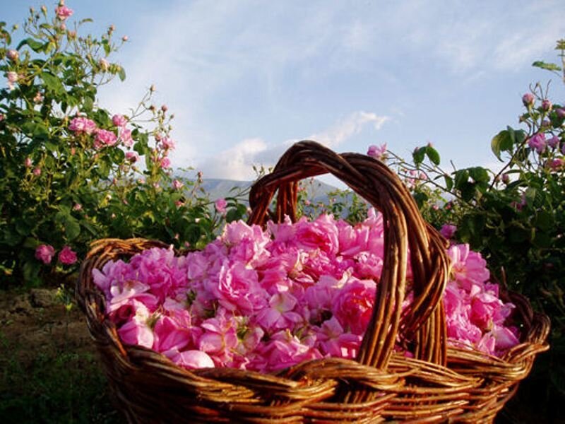 Basket of Pink Roses — Serene