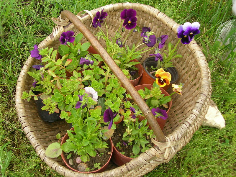 Basket of Potted Flowers