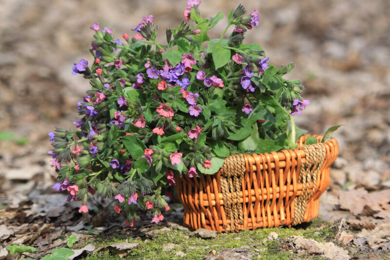 Basket of Purple Flowers — Calm